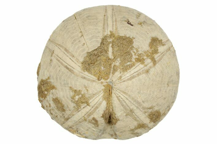 Jurassic Echinoid (Clypeus) Fossil - Jaulny, France #254007